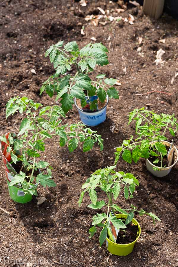 tomatoes, how to grow tomatoes, garden