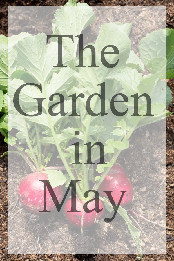 The Garden in May: Great seasonal gardening tips for vegetables, fruit and flowers