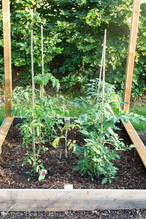 Gardening tips for June. How to grow vegetables, herbs and flowers.