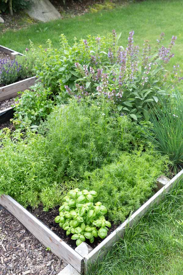 Gardening tips for June. How to grow vegetables, herbs and flowers.
