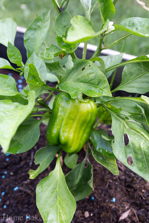 A green bell pepper growing