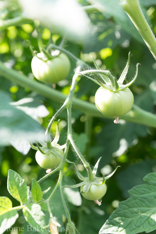 Unripe green tomatoes hanging on a vine