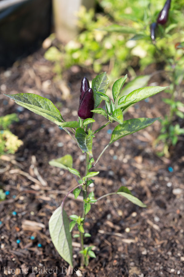 A purple chili plant growing