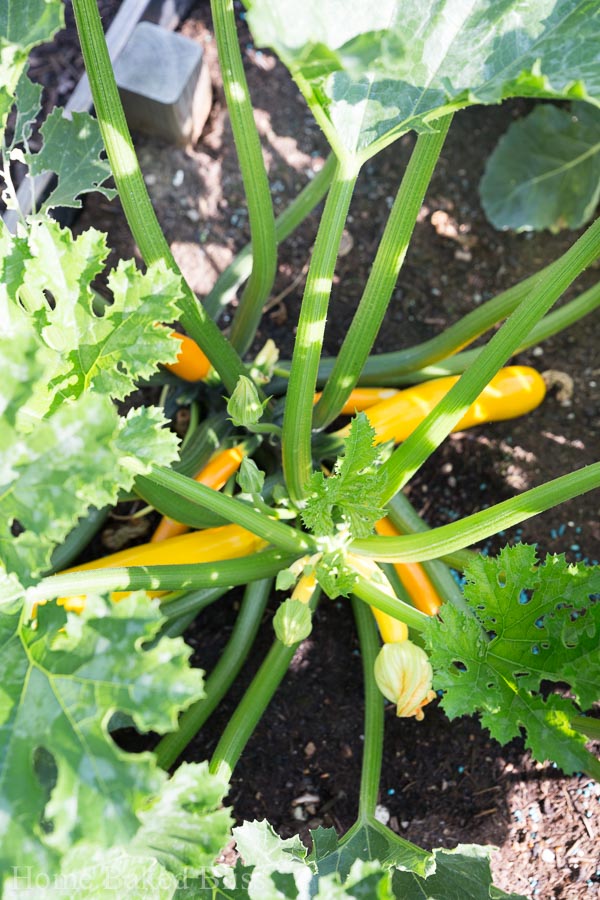 A zucchini plant filled with fruit