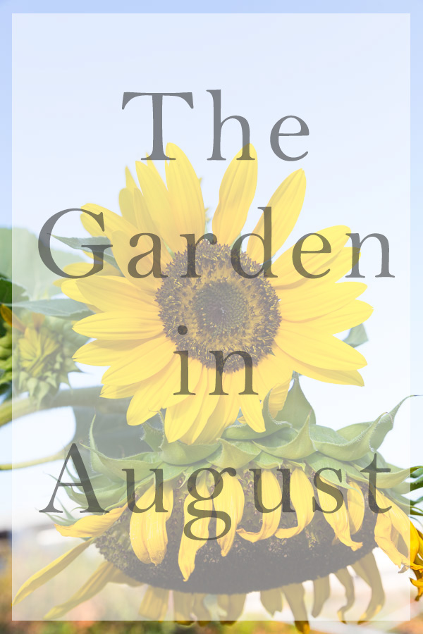 garden in august title image