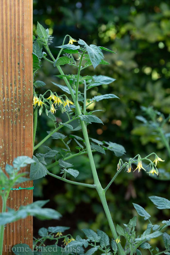 A tomato plant strung to a wooden post.