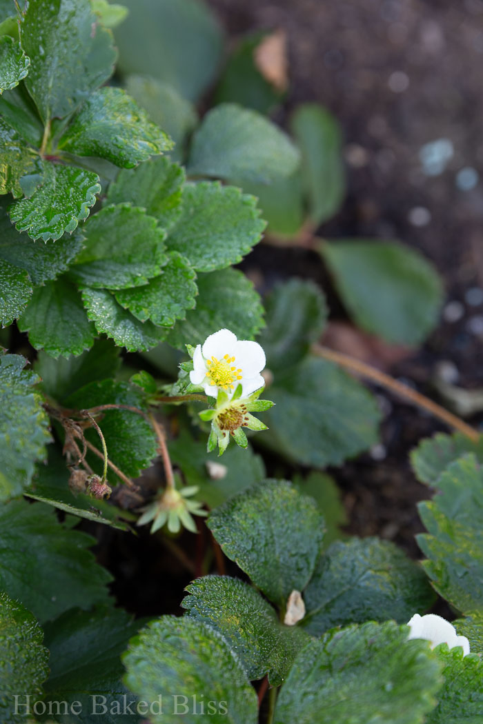 A blooming strawberry plant.