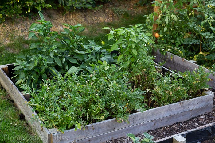 A vegetable bed filled with arugula and pepper plants