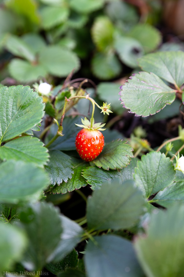 Closeup of strawberry plants