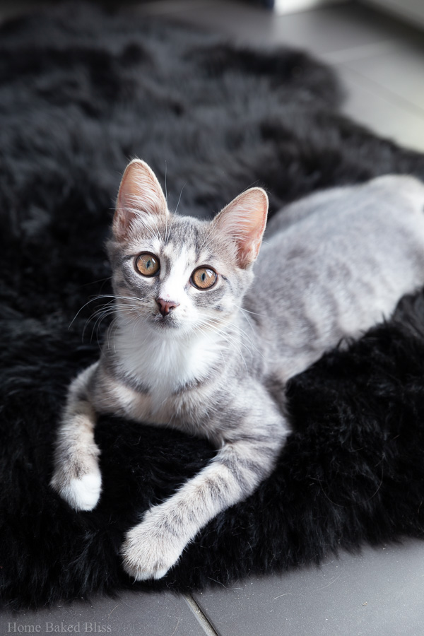 A silver kitten on a black sheepskin rug.