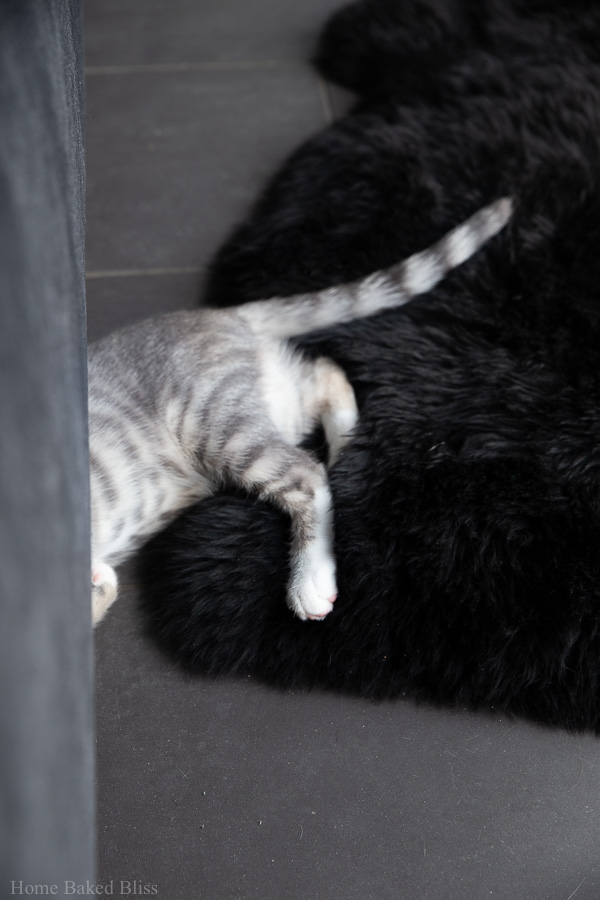 A silver kitten half hidden underneath a velvet bed.