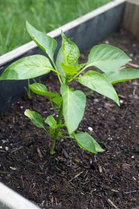 Gardening tips for June. How to grow vegetables, herbs and flowers.