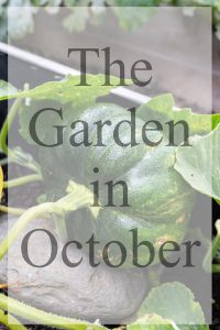Garden in October
