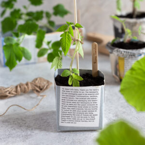 Tomato plant in an upcycled Tetra Pak pot