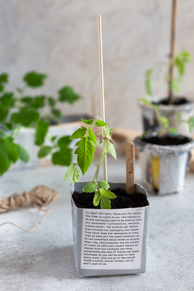 Tomato plant in an upcycled Tetra Pak pot