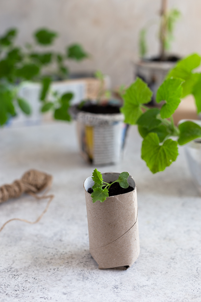 DIY seed starter pot out of toilet paper rolls
